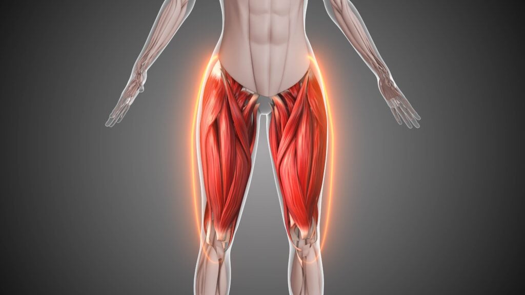 กล้ามเนื้อช่วงล่าง (Lower body)